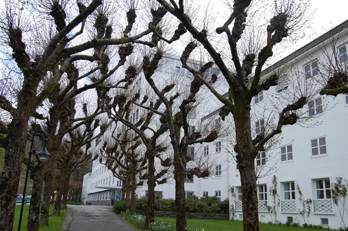 En rad med trær ved siden av en bygning